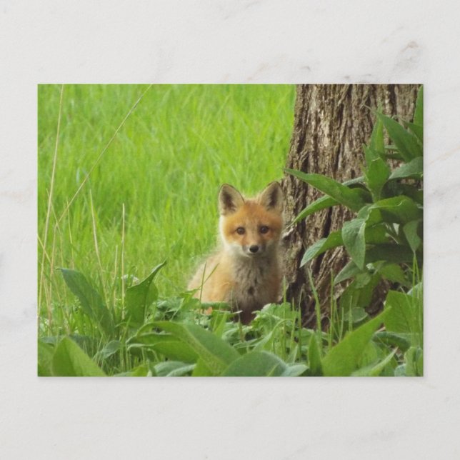 Carte Postale Joli renard bébé en photo au printemps (Devant)