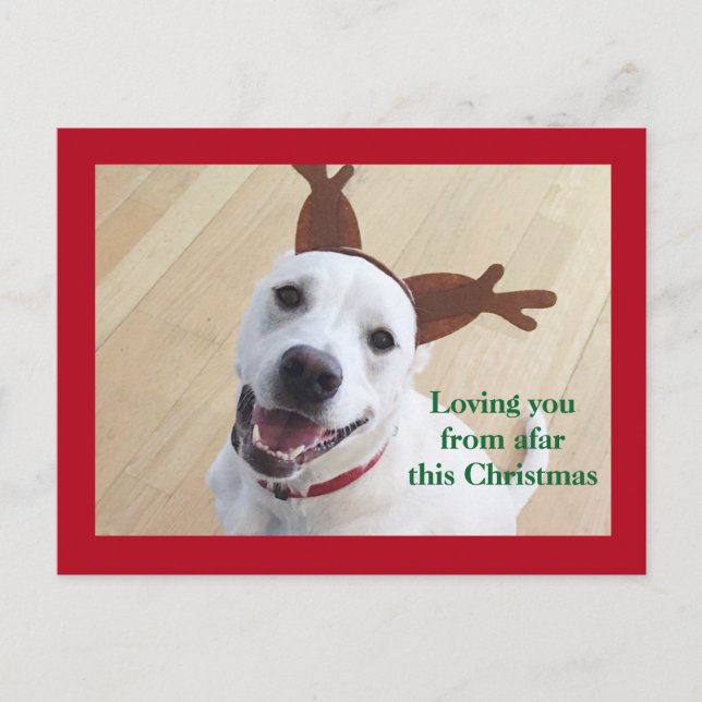 Carte Postale Joli Renne Blanc Sourire Chien Rouge Noël (Devant)