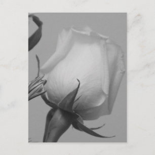 Carte Postale Joli Rose