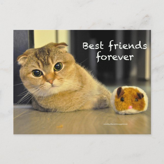 Carte Postale Joli scottish berceau nouilles chat meilleure cart (Devant)