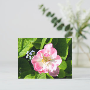 Carte Postale Joli tulipe rose