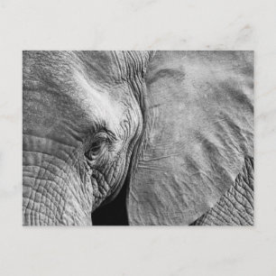 Carte Postale Joli visage d'éléphant