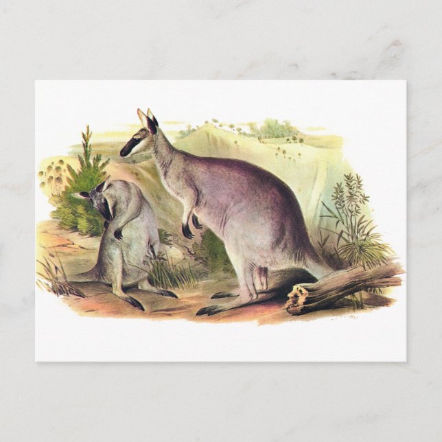 Carte Postale Joli visage Wallaby (Devant)