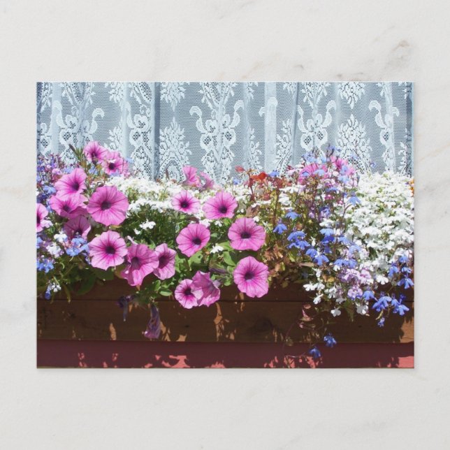 Carte Postale Jolie boîte à fleurs (Devant)