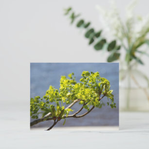 Carte Postale Jolie branche verte dans le vent