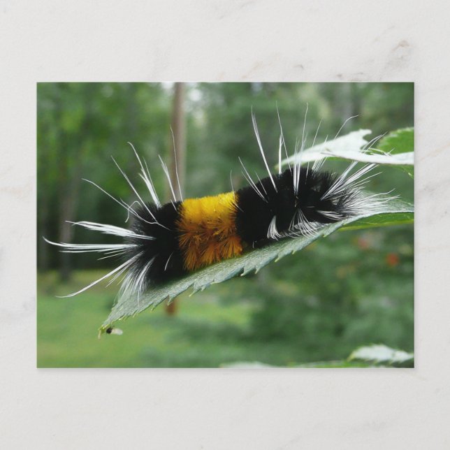 Carte Postale Jolie chenille duveteuse (Devant)