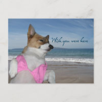 Jolie Corgi vacances d'été Souhaitez-Vous Été Ici 