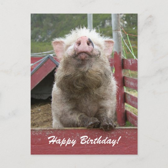 Carte Postale Jolie Fete D Anniversaire De Cochon 42a Zazzle Ca