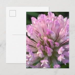 Carte Postale Jolie fleur de trèfle 