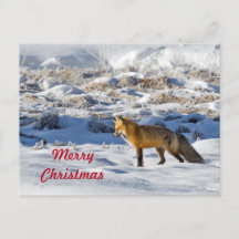 Jolie Fox Photo Neige Photo Neige Noël