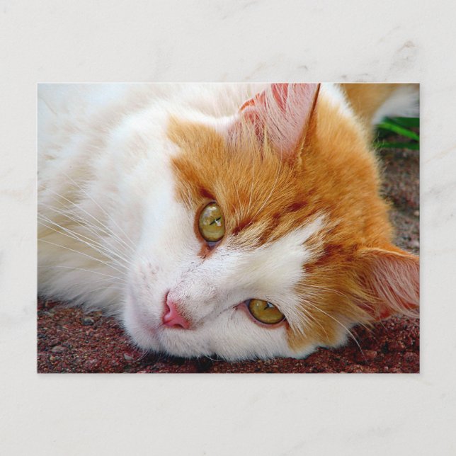 Carte Postale Jolie Kitty (Devant)