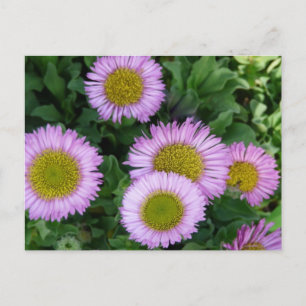 Carte Postale Jolie Lavender Erigeron Flowers