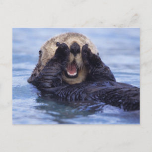 Carte Postale Jolie loutre de mer   Alaska, États-Unis