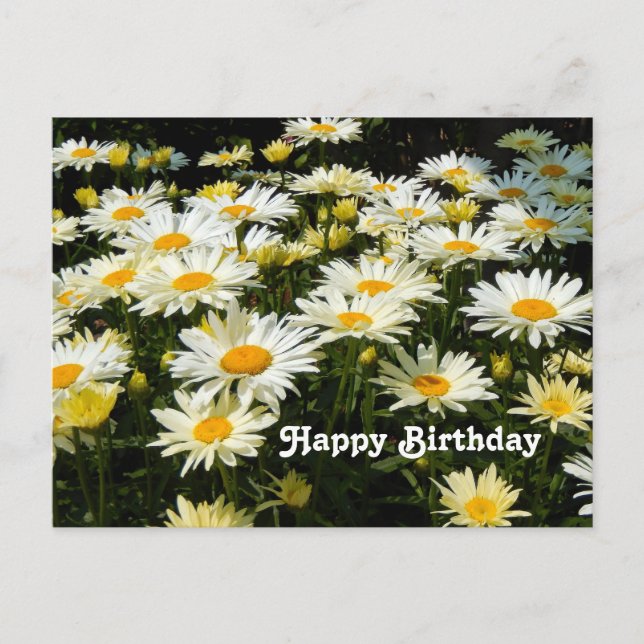 Carte Postale Jolie marguerite blanche Jardin Photo florale Anni (Devant)