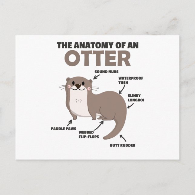 Carte Postale Jolie Otter Explication Anatomie D'Une Otter (Devant)