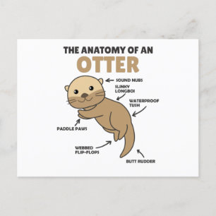 Carte Postale Jolie Otter Explication Anatomie D'Une Otter