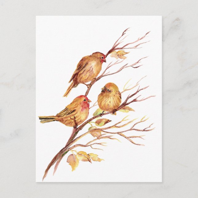 Carte Postale Jolie petite aquarelle Bruant Jardin Oiseaux (Devant)