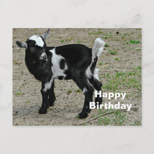 Carte Postale Jolie photo d'anniversaire de bébé chèvre noir et 