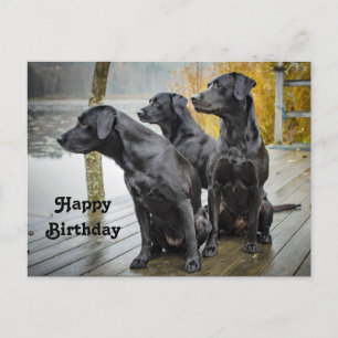 Carte Postale Jolie photo d'anniversaire de Lab noir sur un quai