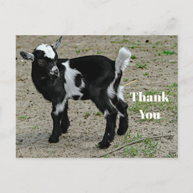 Carte Postale Jolie photo de bébé chèvre noir et blanc Merci (Devant)