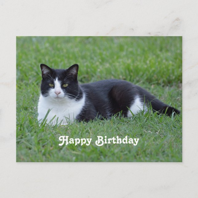 Carte Postale Jolie photo de chat en noir et blanc Tuxedo Annive (Devant)