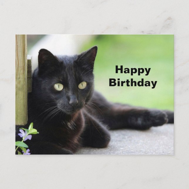 Carte Postale Jolie Photo De Chat Noir Pour Anniversaire (Devant)