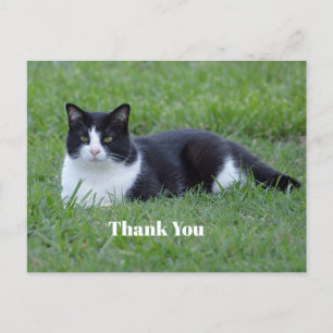 Carte Postale Jolie photo de chat tuxedo noir et blanc Merci