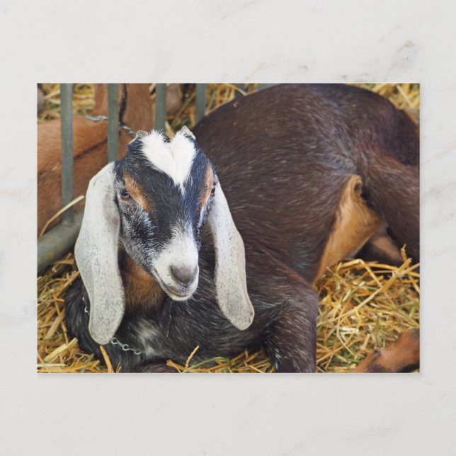 Carte Postale Jolie photo de chèvre nubienne (Devant)