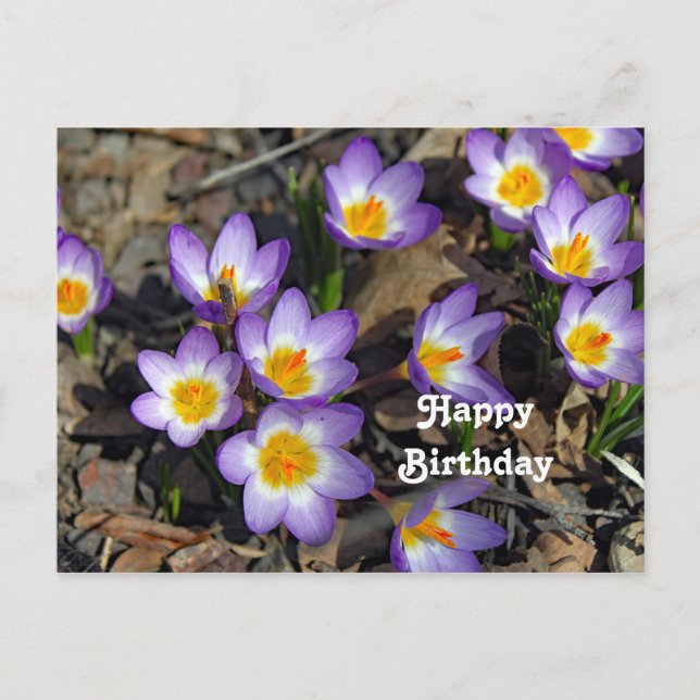 Carte Postale Jolie photo de fleurs de crocus violettes pour ann (Devant)