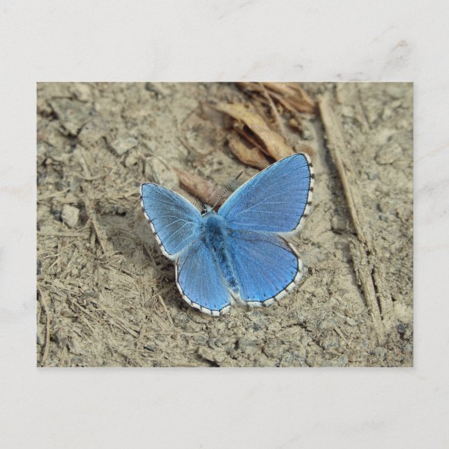 Carte Postale Jolie photo de papillon bleu (Devant)