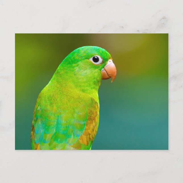 Carte Postale Jolie photo de perroquet vert (Devant)