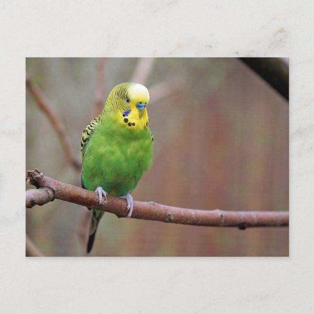 Carte Postale Jolie photo Green Budgie (Devant)