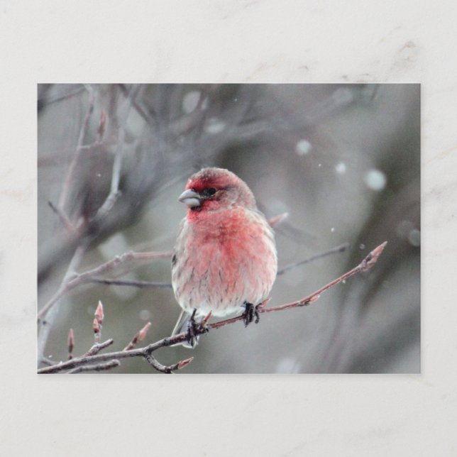 Carte Postale Jolie photo Red Finch (Devant)