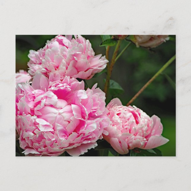 Carte Postale Jolie pivoines roses Photo florale (Devant)