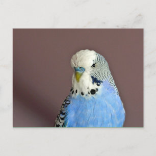 Carte Postale Jolie prise bleue
