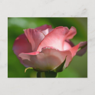 Carte Postale Jolie rose rose