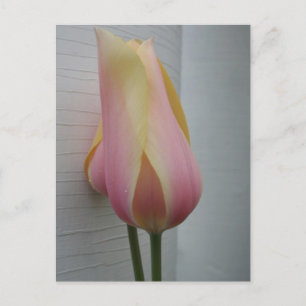 Carte Postale Jolie Tulipe Rose