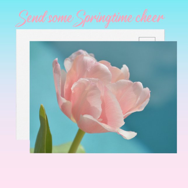 Carte Postale Jolie Tulipes rose Bébé Bleu printemps (Créateur téléchargé)