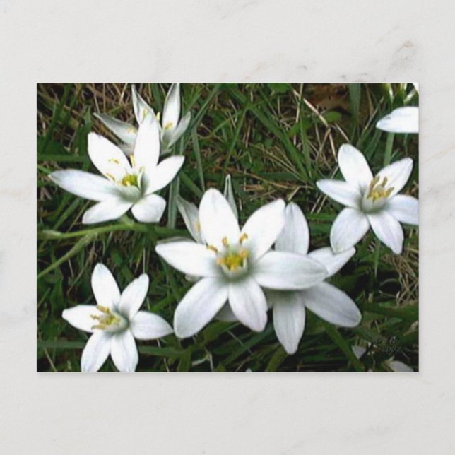 Carte Postale Jolies fleurs blanches (Devant)