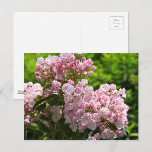 Carte Postale Jolies fleurs de laurier rose