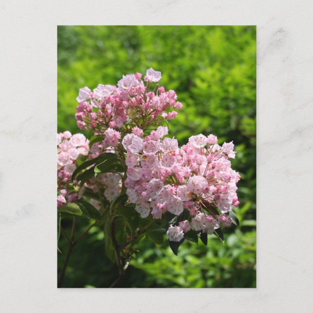 Carte Postale Jolies fleurs de laurier rose (Devant)