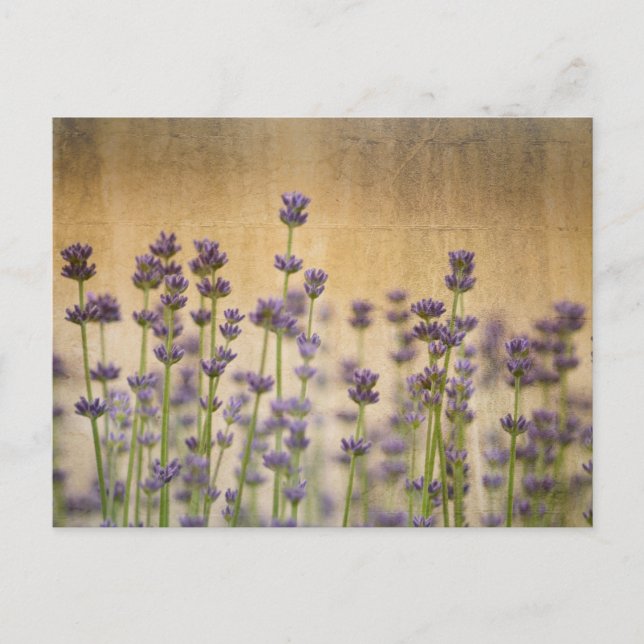 Carte Postale Jolies fleurs de lavande (Devant)