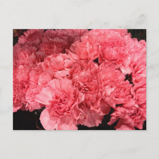 Carte Postale Jolies fleurs d'oeillets roses