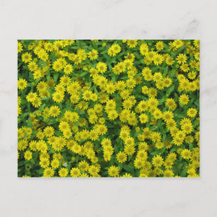 Carte Postale Jolies Fleurs Jaunes