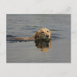 Carte Postale Jolis Retriever