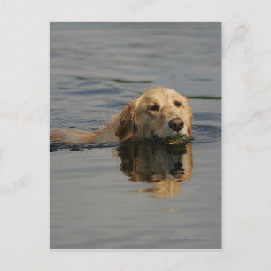 Carte Postale Jolis Retriever