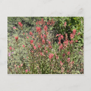 Carte Postale Jolly juillet