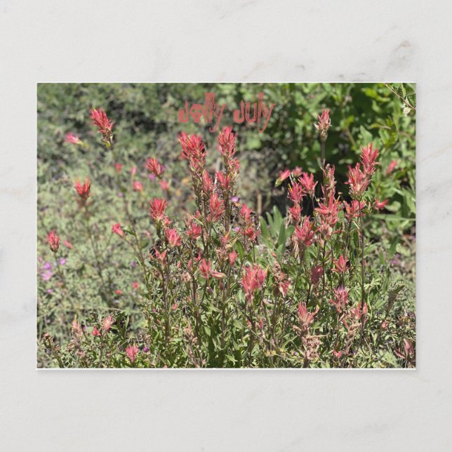 Carte Postale Jolly juillet (Devant)