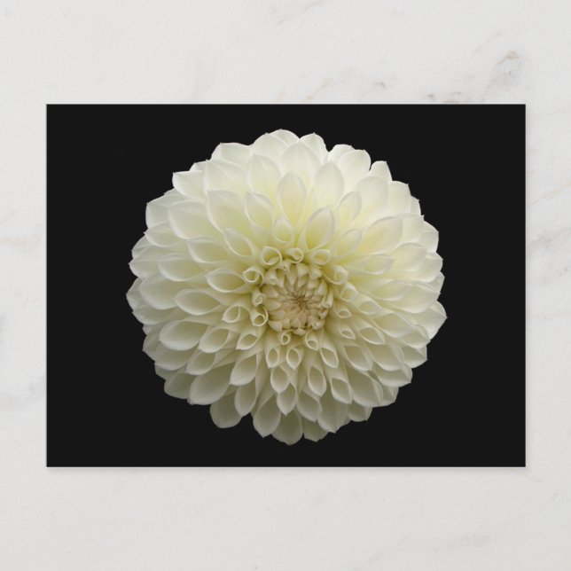 Carte Postale Jomanda blanc (Dahlia) (Devant)