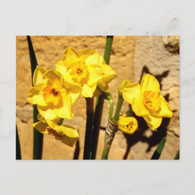 Carte postale Jonquil Flowers (Devant)